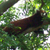 :iconfirefox-chiccy: