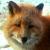 :iconfirefox657: