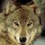 :iconfiregoddess91:
