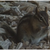 :iconfireheartgraystripe: