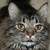 :iconfirekitsune2z: