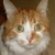 :iconfirekittyplz: