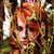 :iconfirelickphotography: