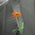 firelights :iconfirelights: