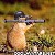 :iconfiremanpat34: