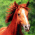 :iconfireplay321: