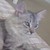 :iconfirerose157: