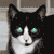 :iconfireshinen: