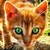 :iconfirestar123123: