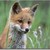 :iconfirewhip123: