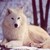 :iconfirewind5079: