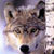 :iconfirewolf269: