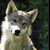 :iconfirewolf87: