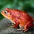 :iconfireymagicfrog: