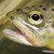 :iconfishknots: