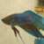 :iconfishnbird: