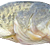 :iconfishnom2plz:
