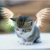 :iconFitchy86: