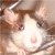 :iconfiurious: