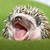 :iconfizzrhythm: