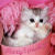 :iconfizzysparkle: