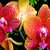 :iconflaash-x: