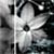 :iconflamboyant-quill: