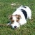 :iconflamby-the-dog: