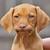 :iconflame-cze: