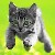 :iconflame-kitty: