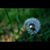 :iconflame-of-nyx: