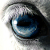 :iconflame-paws: