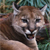 :iconflame-saber: