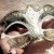 :iconflame-sniper1313: