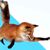 :iconflame-tail: