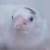 :iconflamercross: