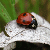 :iconflames-2-dust: