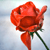 :iconflames1012: