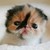 :iconflamestar10:
