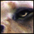 :iconFlameTheFireStallion: