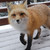 :iconflaming-ice-panda: