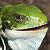 :iconflaming-iguana: