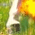:iconflaminghooves:
