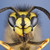 :iconflamingwasp416: