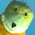:iconflaque: