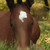 :iconflarint: