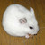 :iconflash-arc: