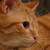 :iconflav91: