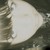 :iconflaybee: