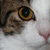 :iconfleeby: